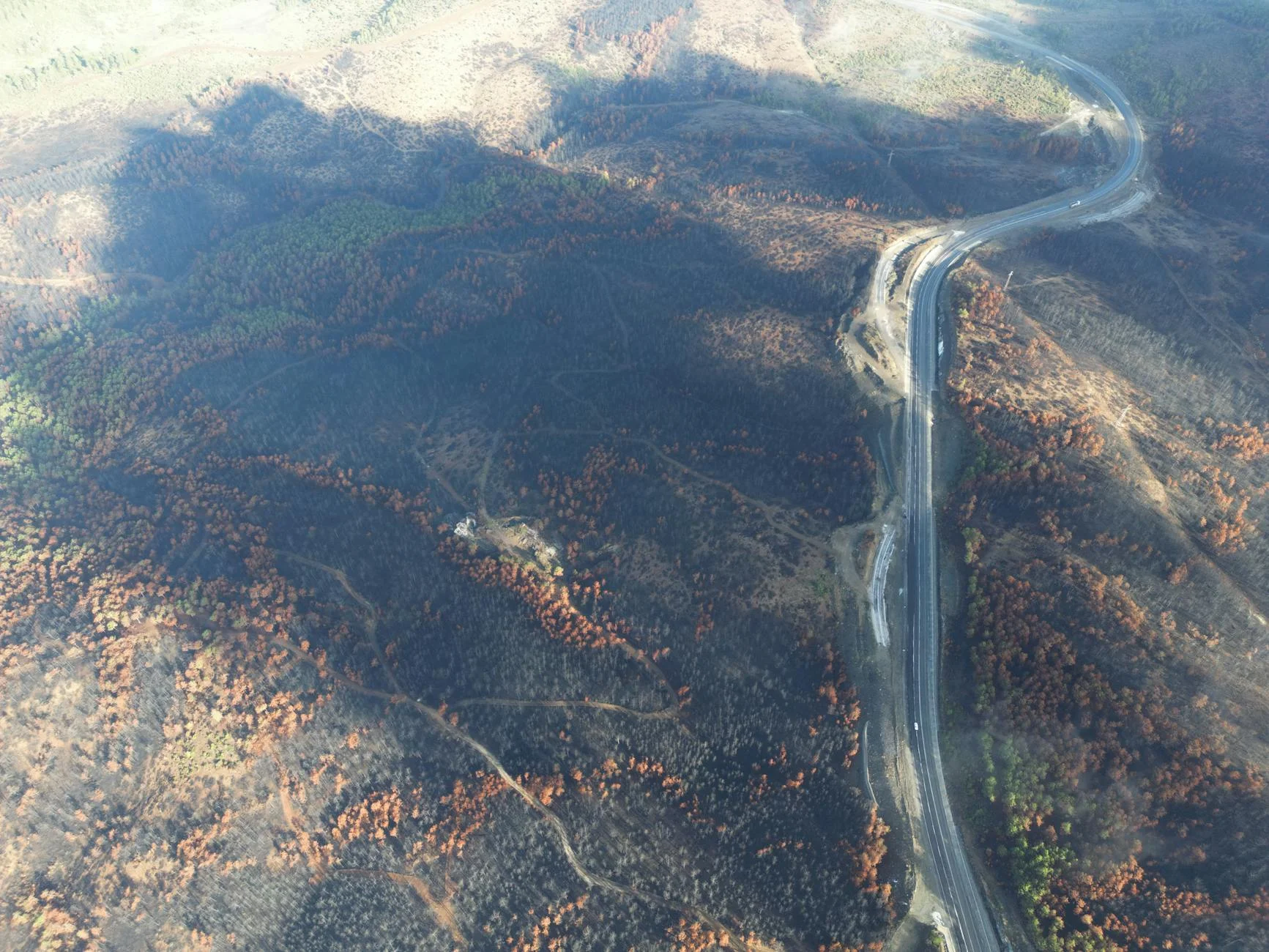 Valley floor road through 2009 fire regrowth forest