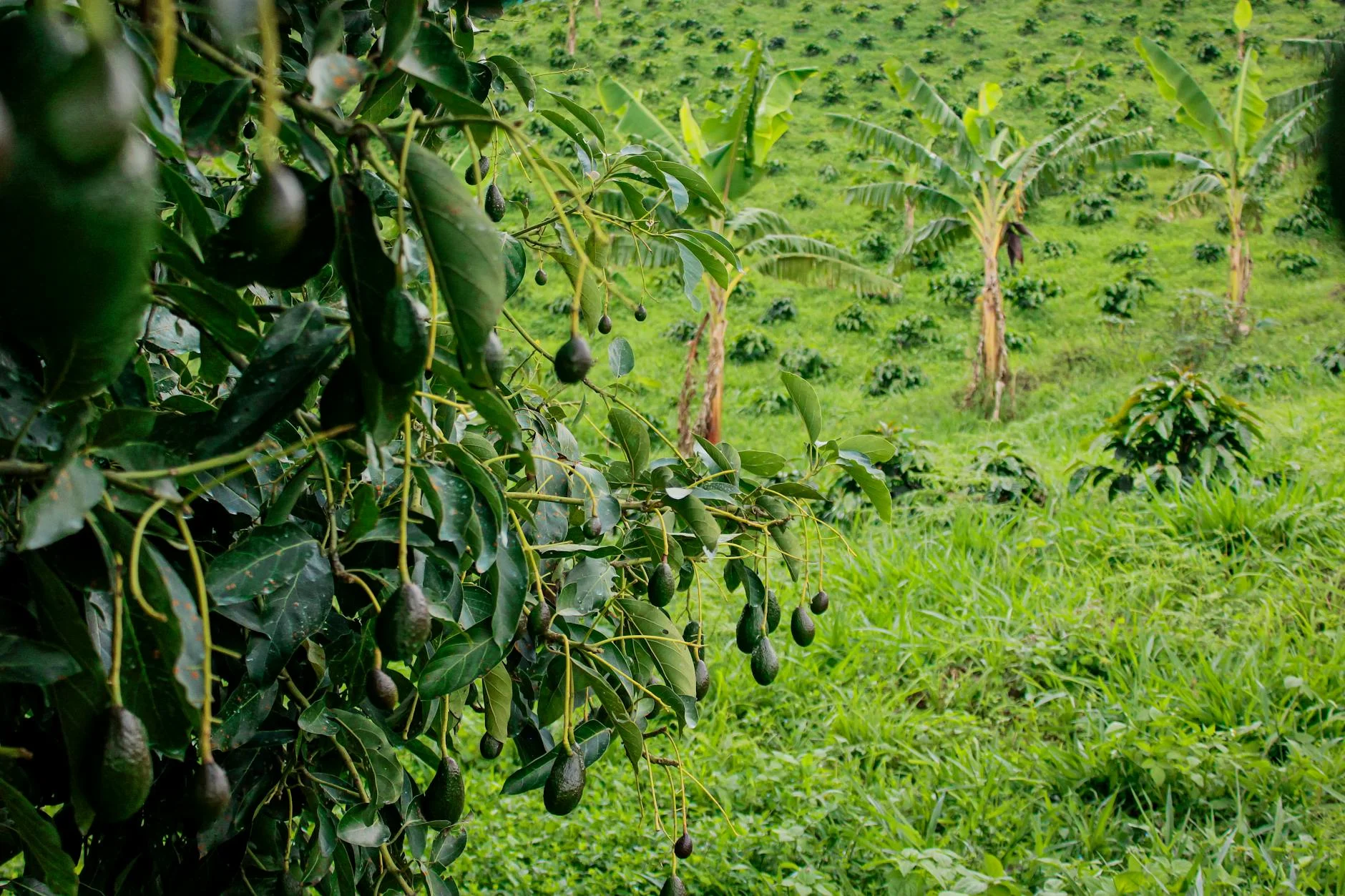 Western Tablelands farming country - coffee, macadamia, avocado