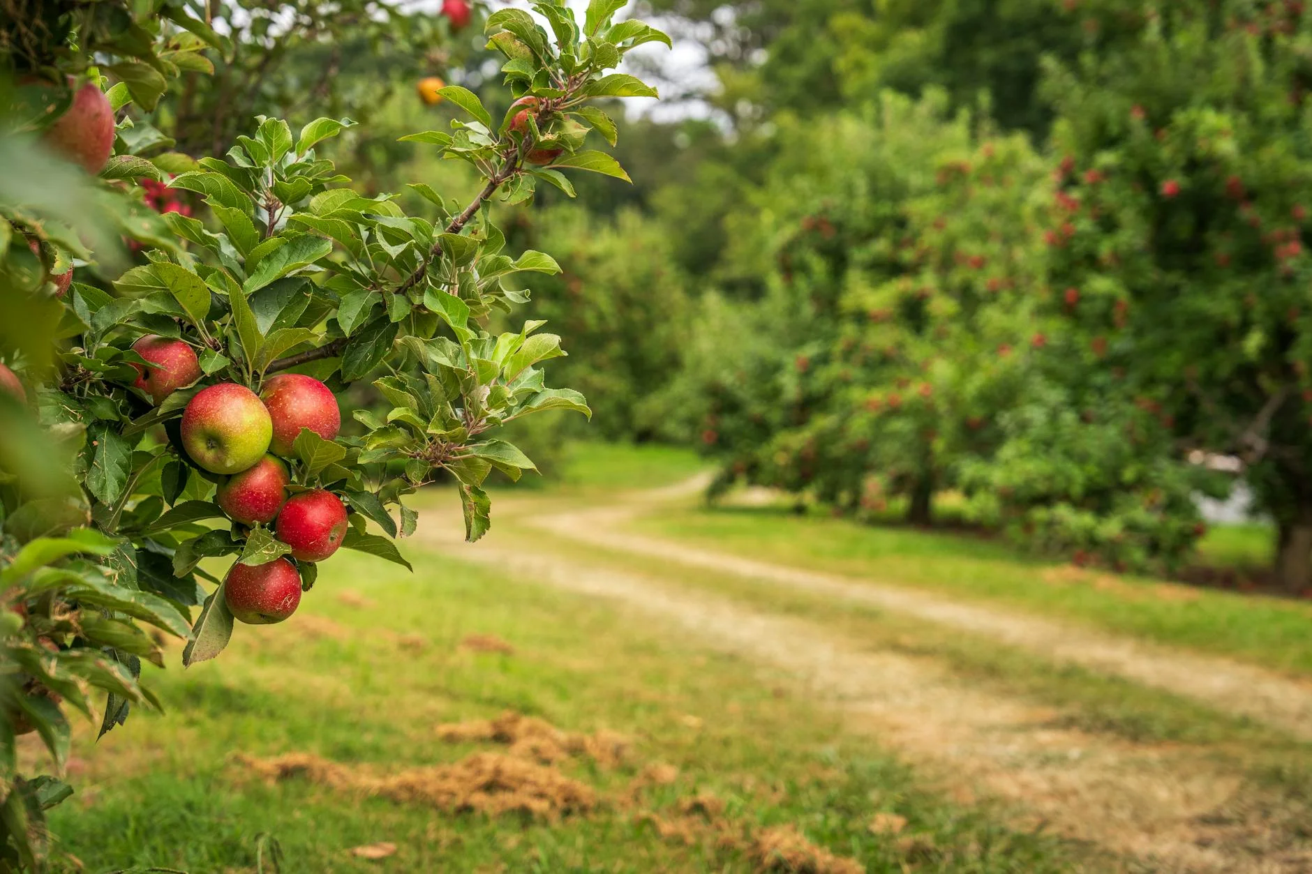 Orchard country at Bilpin - apples and cideries along the road