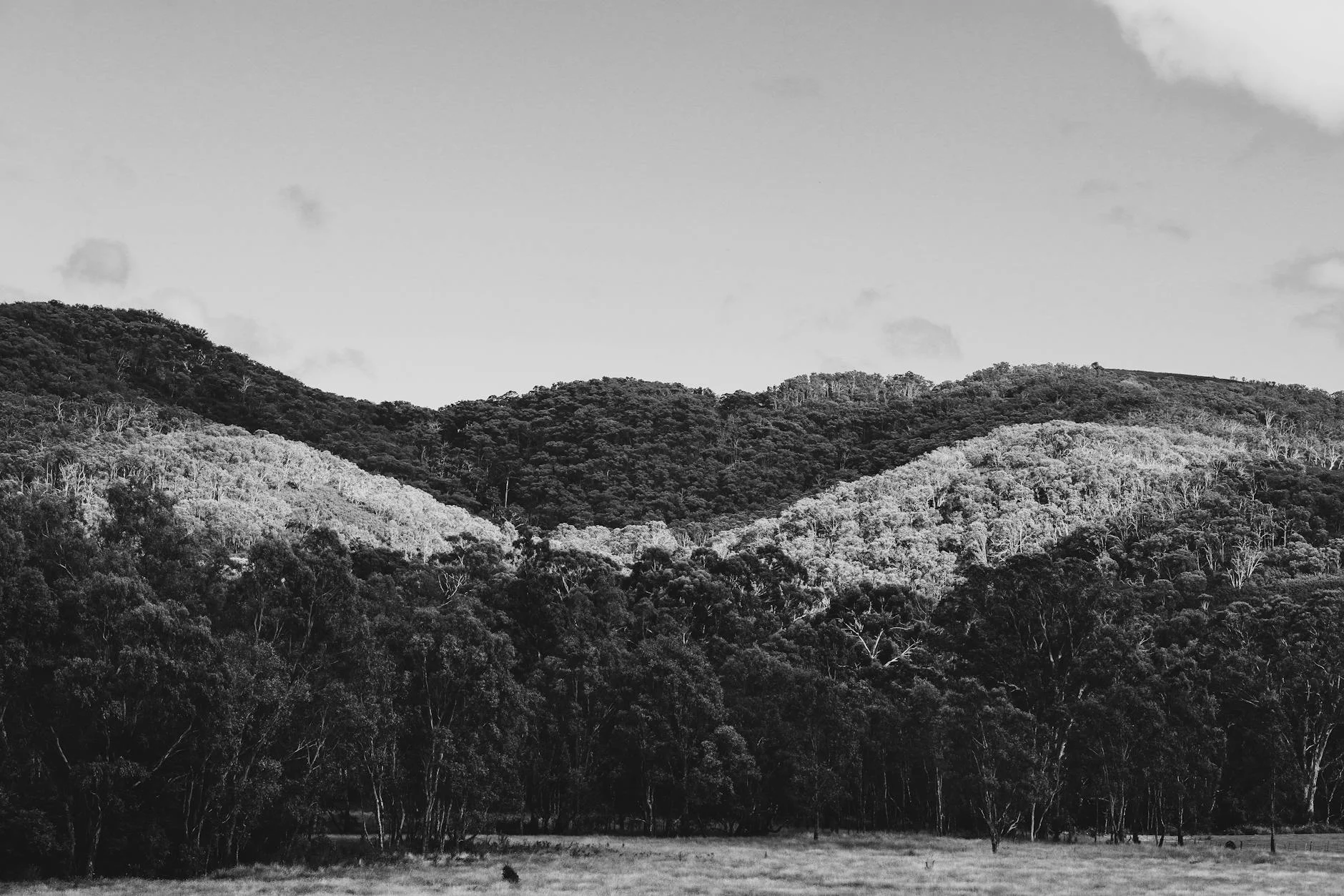 Mountain ash reaching 75 metres - among the tallest hardwoods on earth