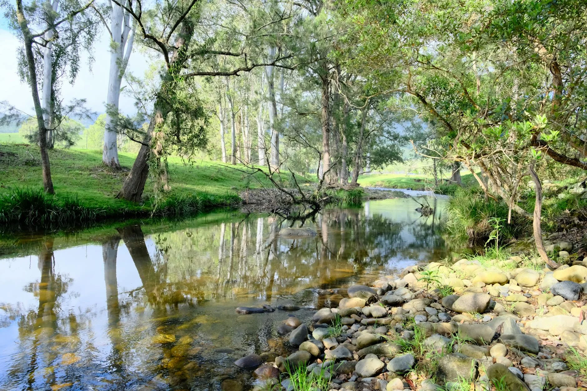 Creek-line section on the northern half - river red gums overhanging the road