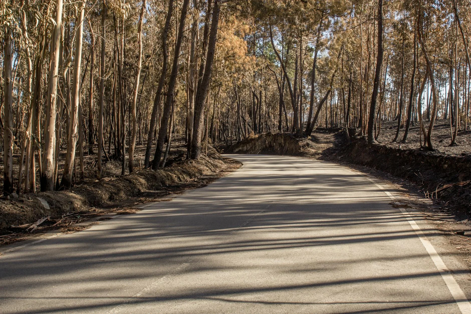 Tight corners through Brindabella eucalypt on the Corin climb