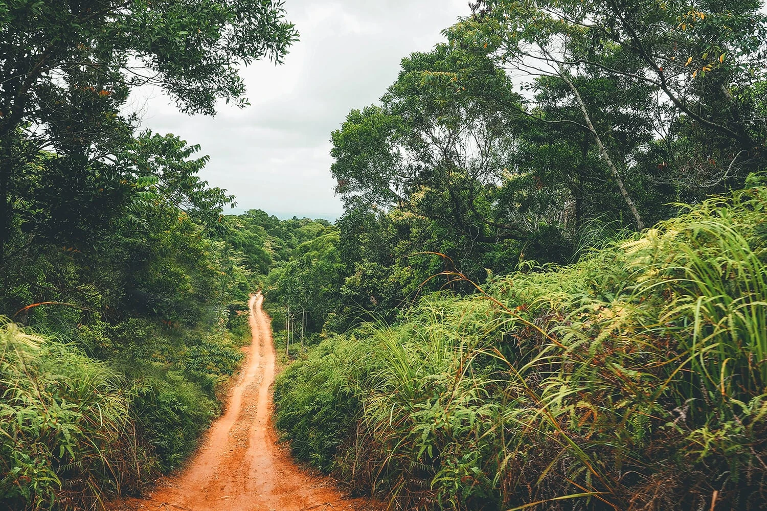 Deep mud ruts on the McDowall Range section