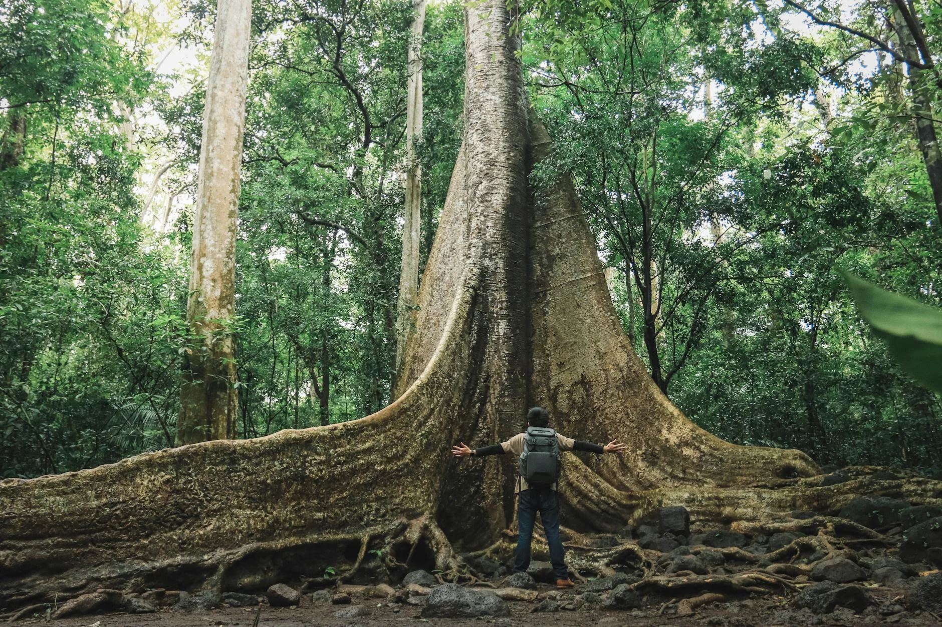 Cathedral Fig - a strangler fig of staggering scale