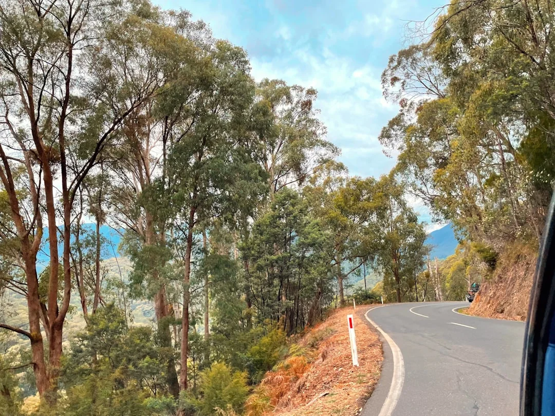 Relentless switchbacks through mountain ash on the Dargo climb