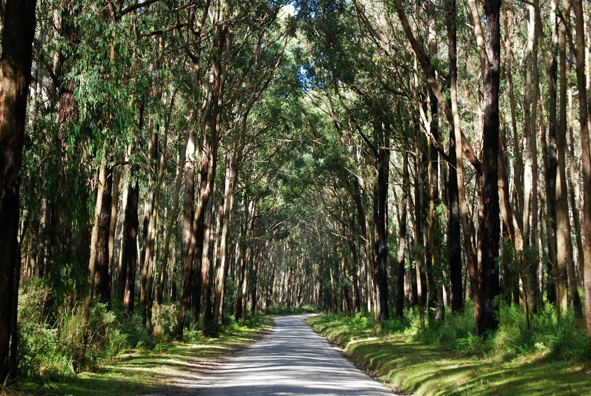 Mountain ash canopy closing overhead on the Donna Buang climb