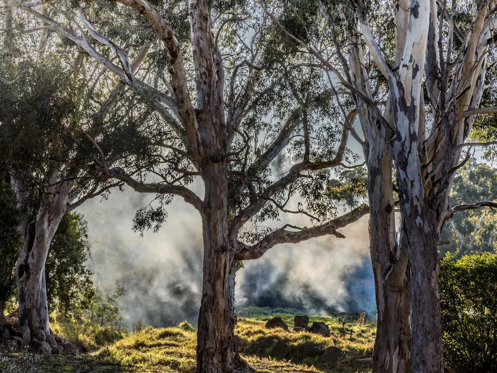 The Cazneaux Tree - Harold Cazneaux's 1937 photograph made this river red gum famous