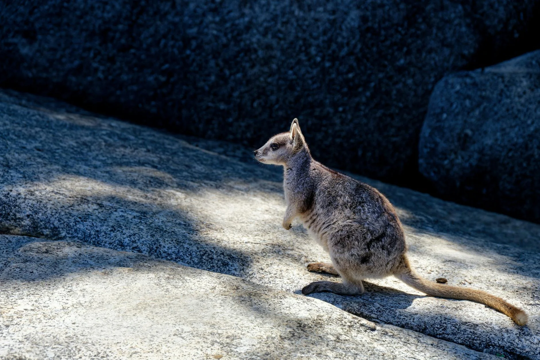 Yellow-footed rock wallaby - common in the Bunyeroo Valley at dawn