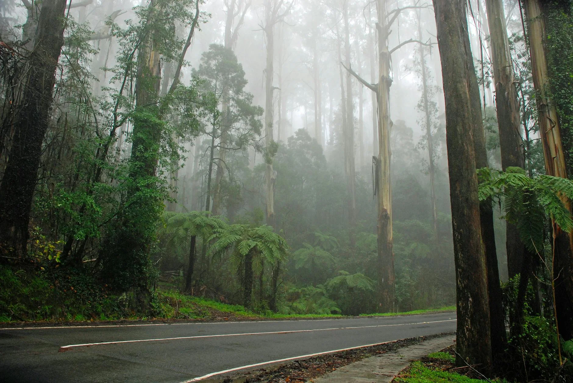 The descent through myrtle beech and mountain ash to Apollo Bay
