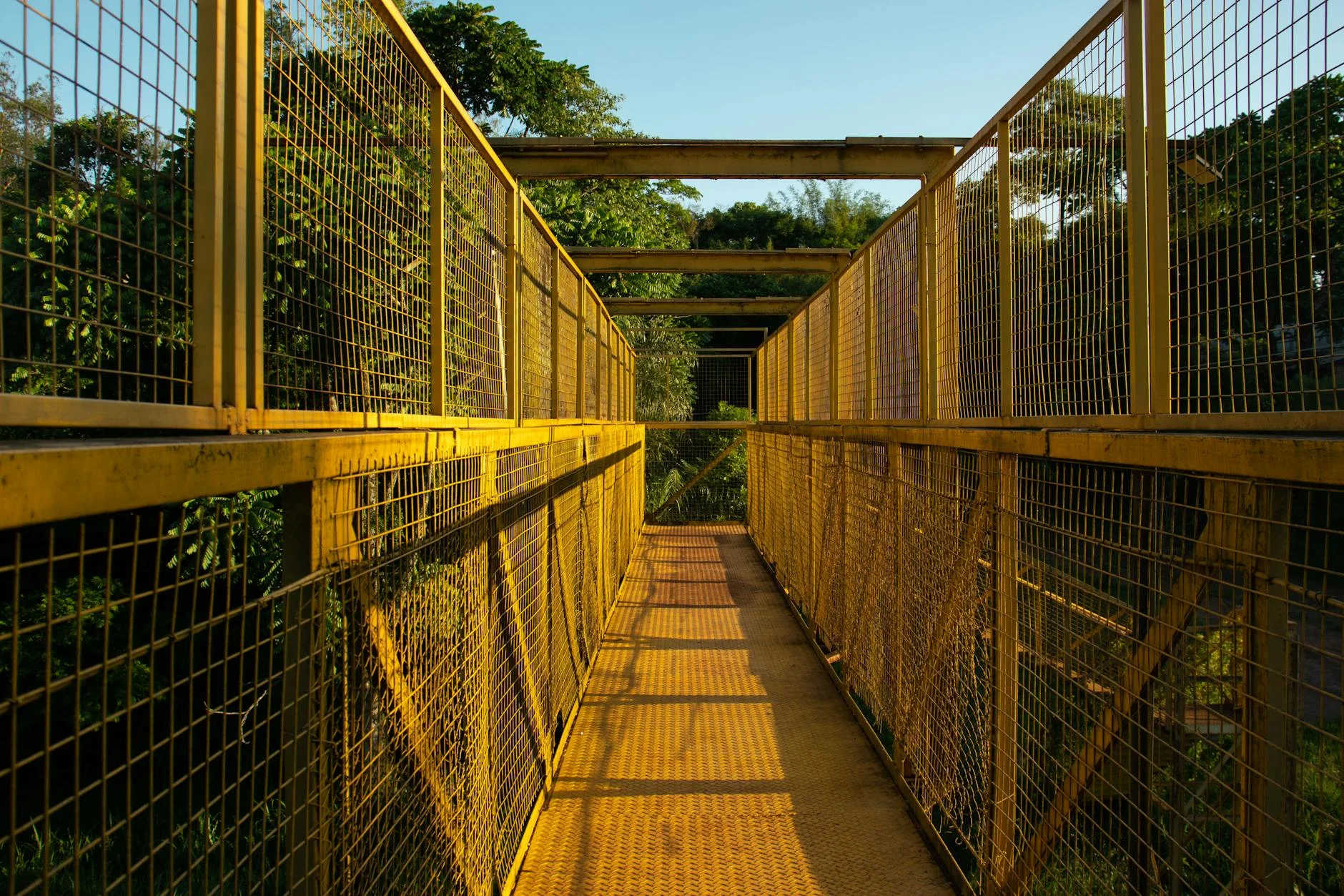 O'Reilly's treetop walk - since 1926 on the Lamington plateau