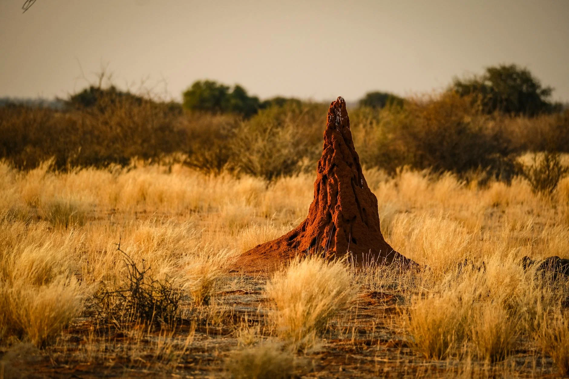 Magnetic termite mounds - aligned north-south to regulate temperature
