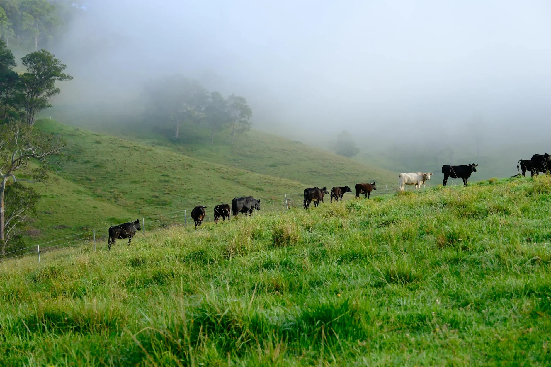 Robertson dairy country at the top - mist and green hills