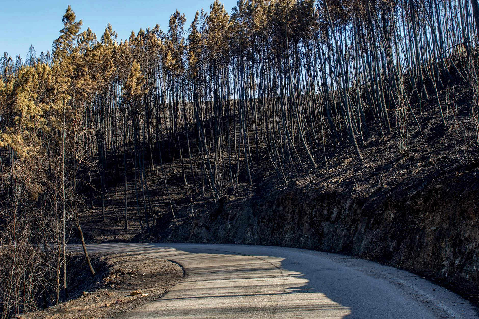 Layered regrowth from the 2009 fires in the Yarra Ranges