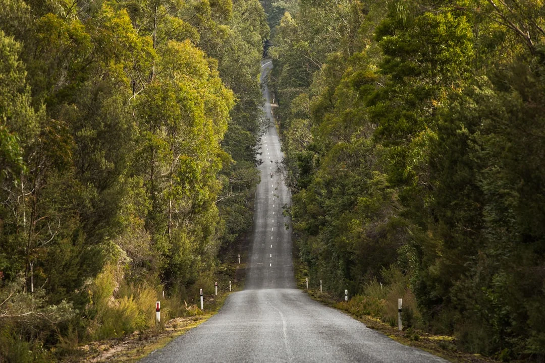 Tight corners through central Tasmania's tall eucalypt forest