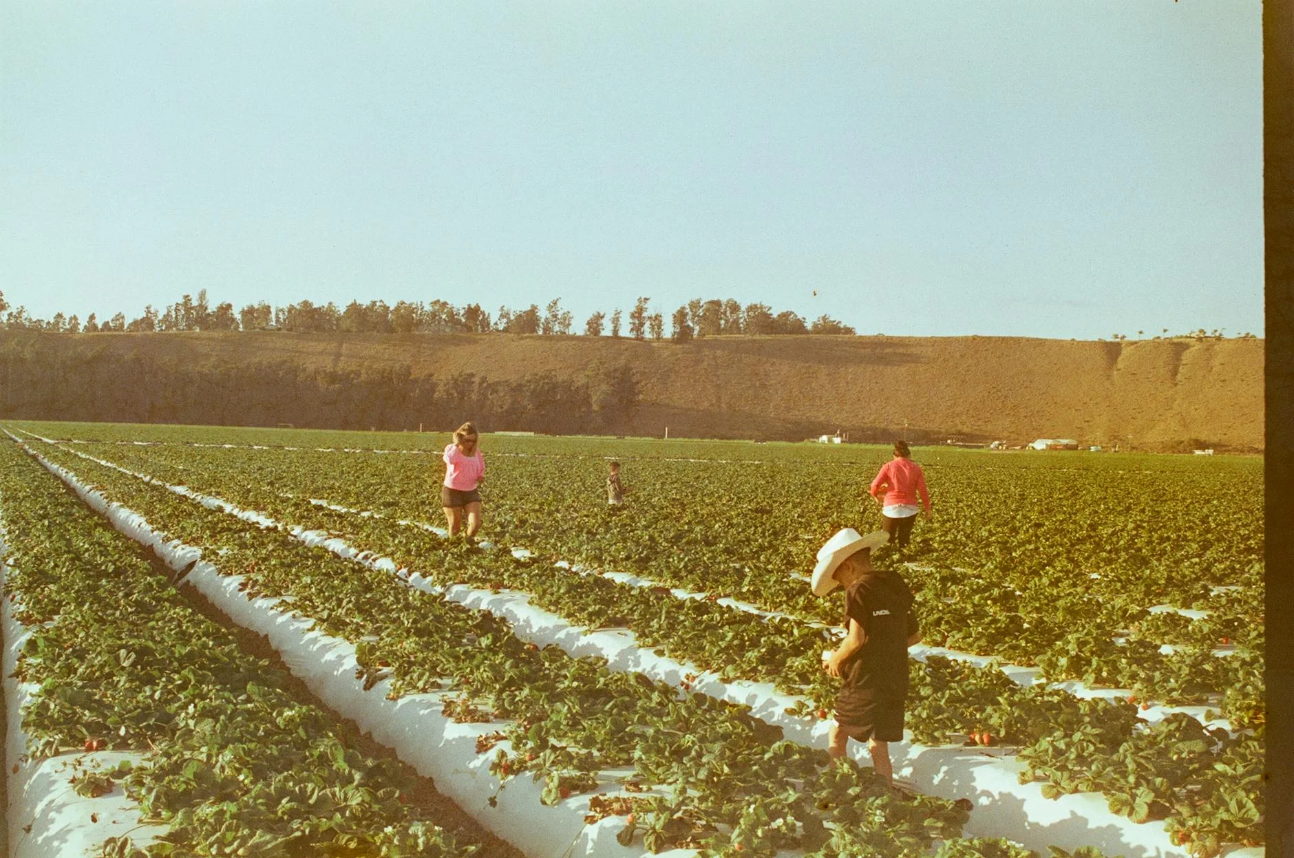 Beerenberg Strawberry Farm - pick-your-own in season, jam year-round