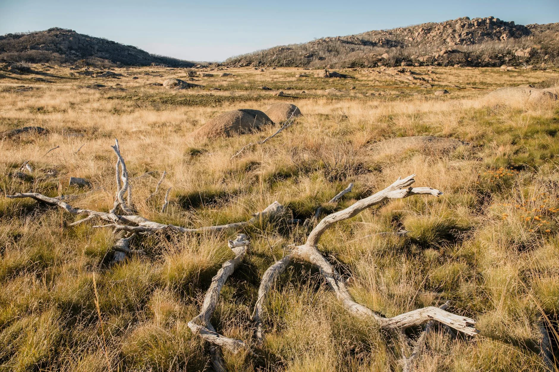 Snowgum woodland near the Baw Baw plateau