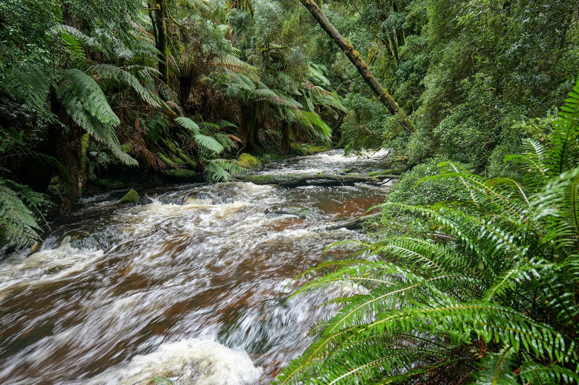 The Tarkine - Australia's largest temperate rainforest
