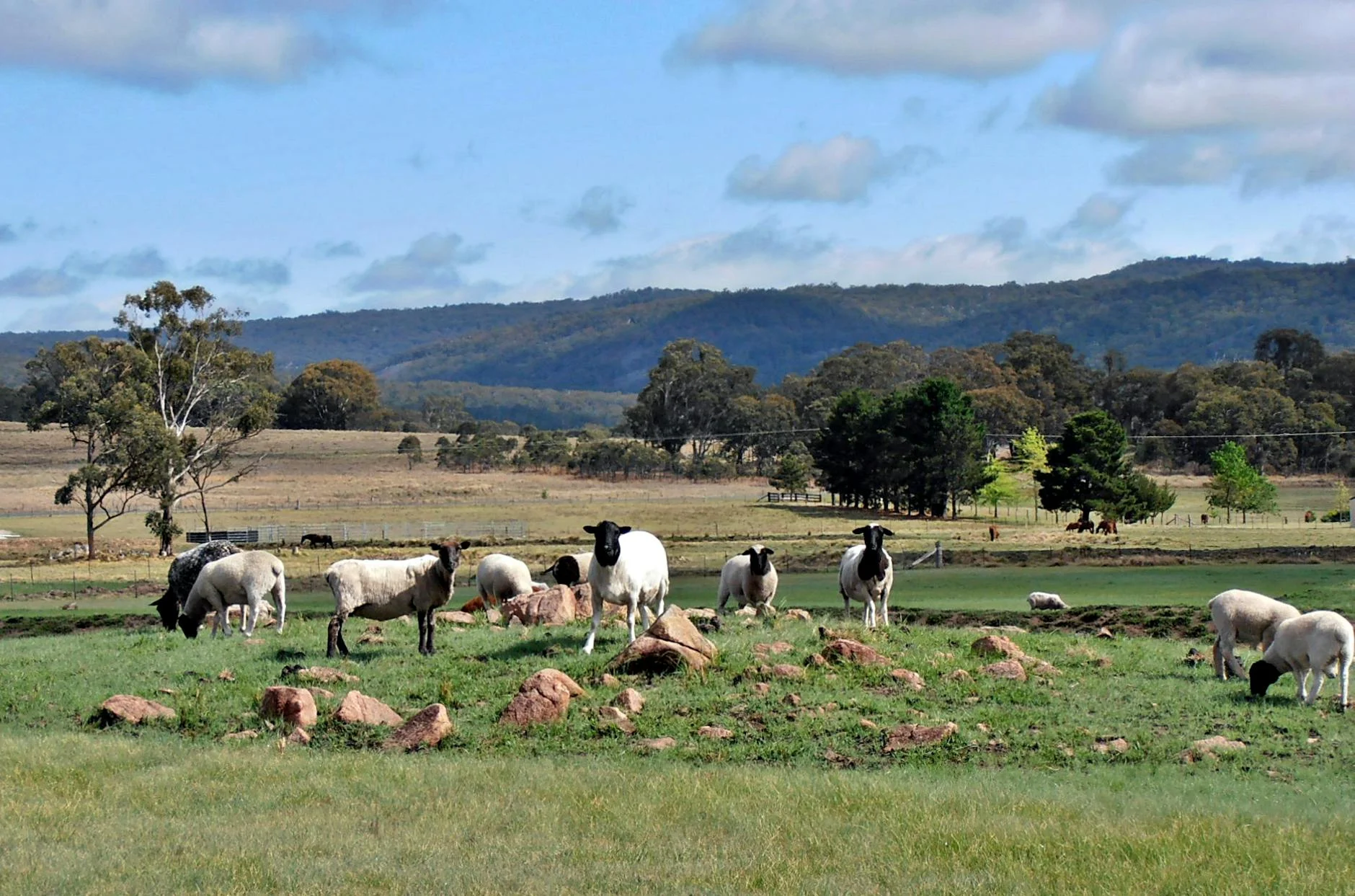 South Gippsland dairy country below the ranges