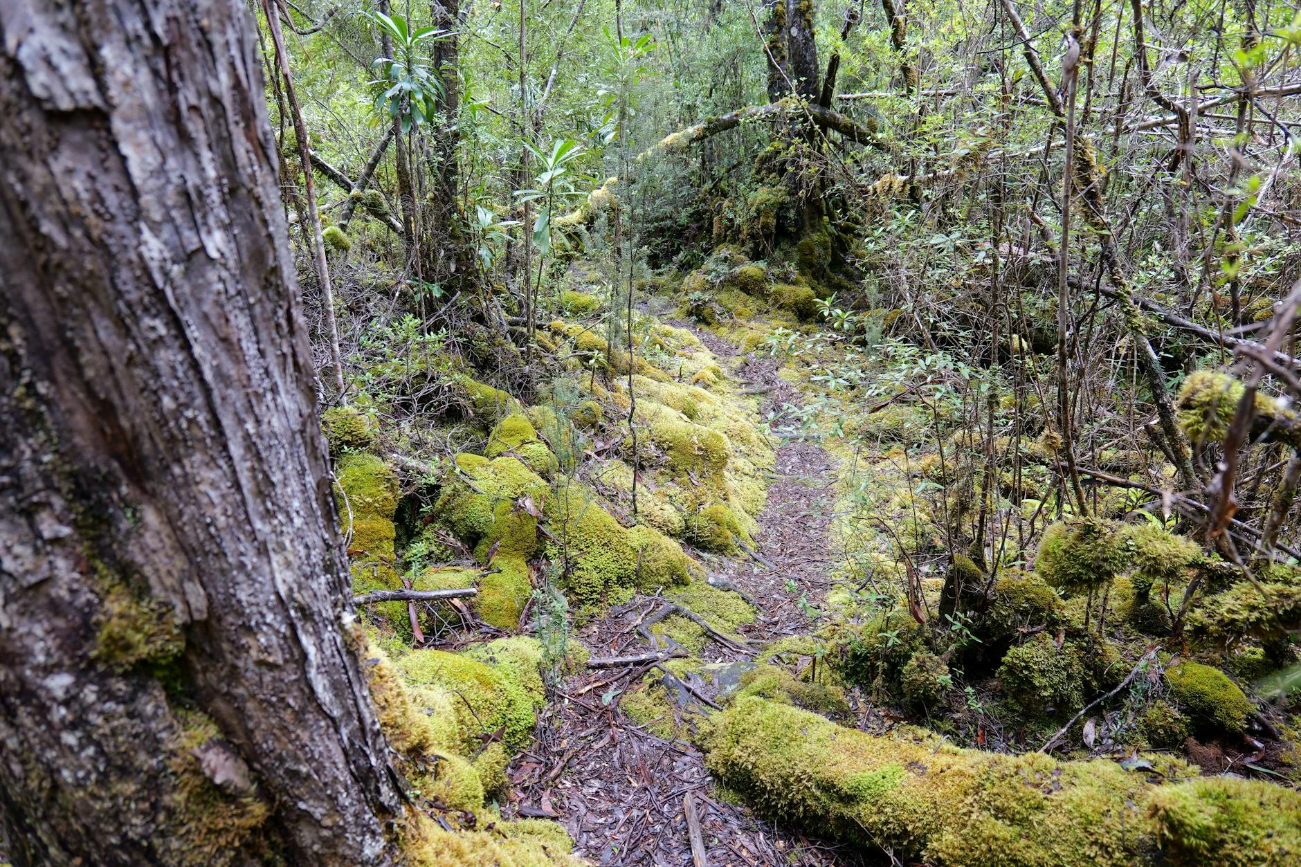 Tarkine myrtle beech - temperate rainforest at its most ancient