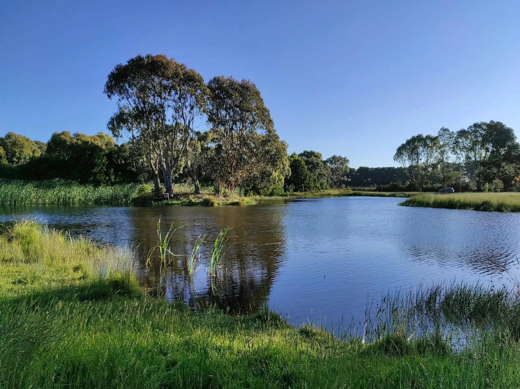 Millbrook Reservoir visible through the roadside trees