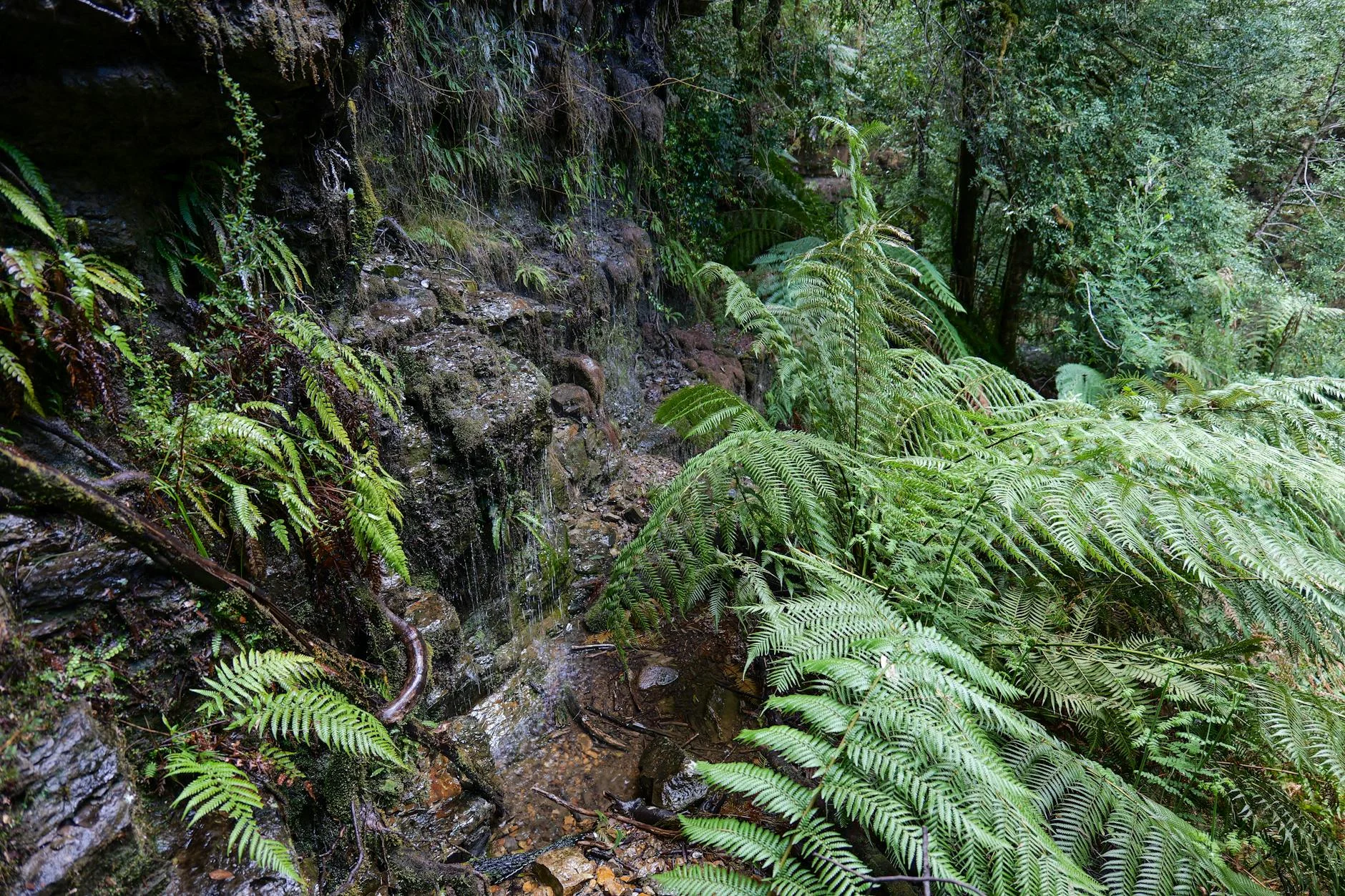 Leven Canyon - 20 minutes from the stage end at Moina