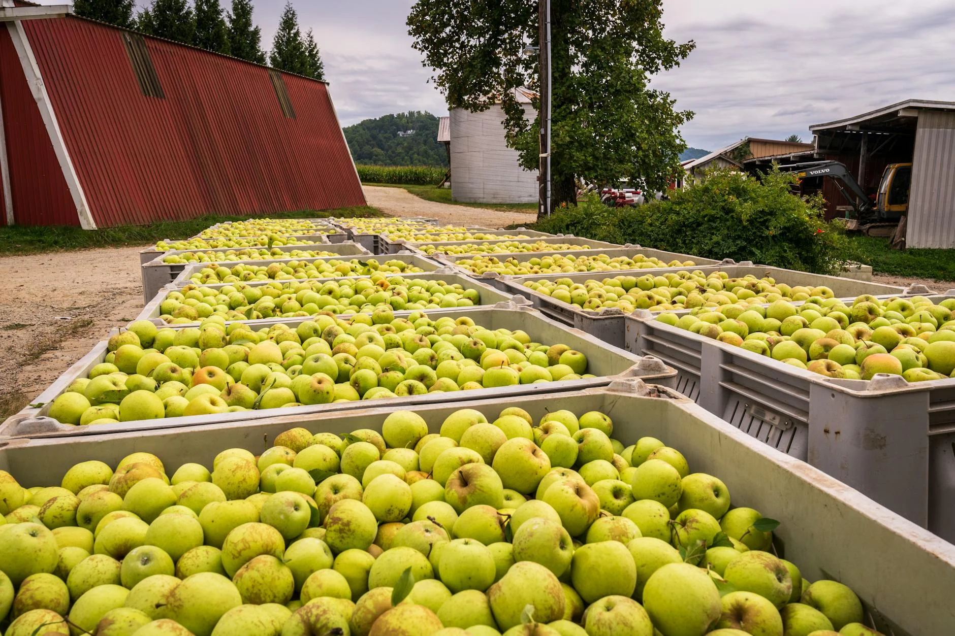 Willie Smith's Apple Shed - Huon Valley cider and food