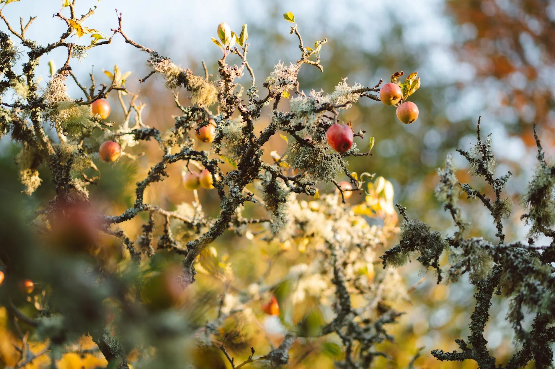 Autumn colour in the Huon Valley orchards