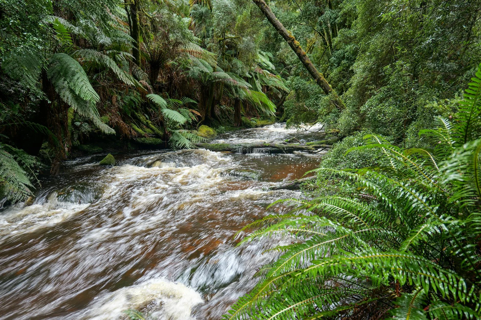 The Huon River through ancient Huon pine forest