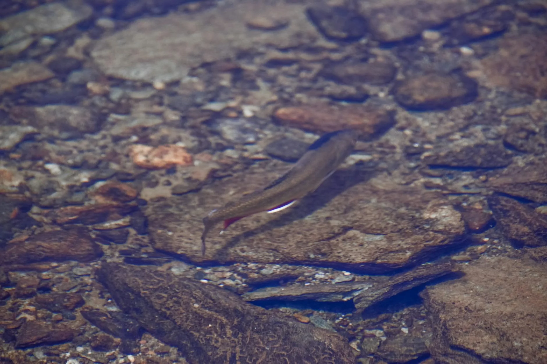Devils River - recognised trout water in the valley below