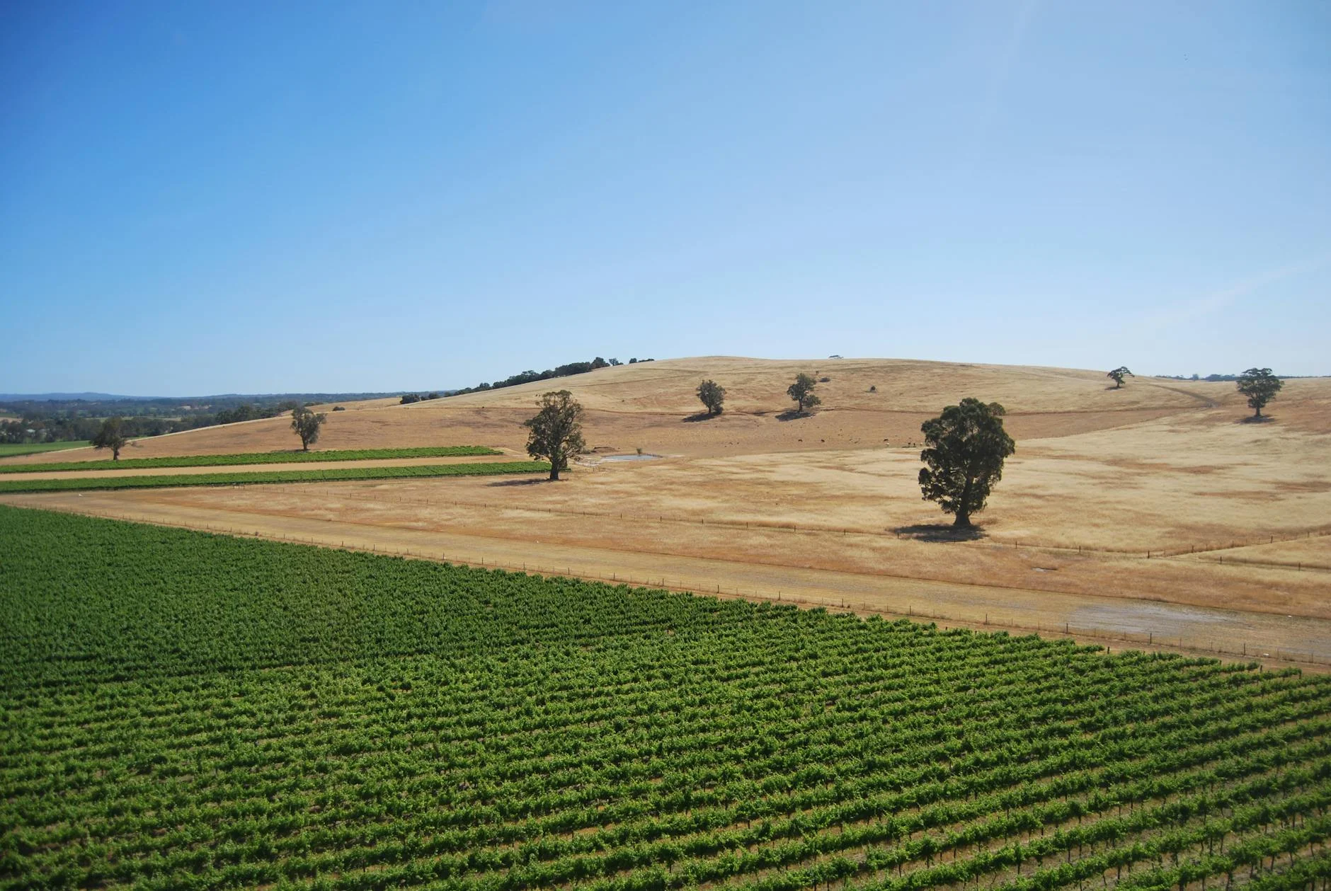 Descending from Whitfield into the King Valley vineyards