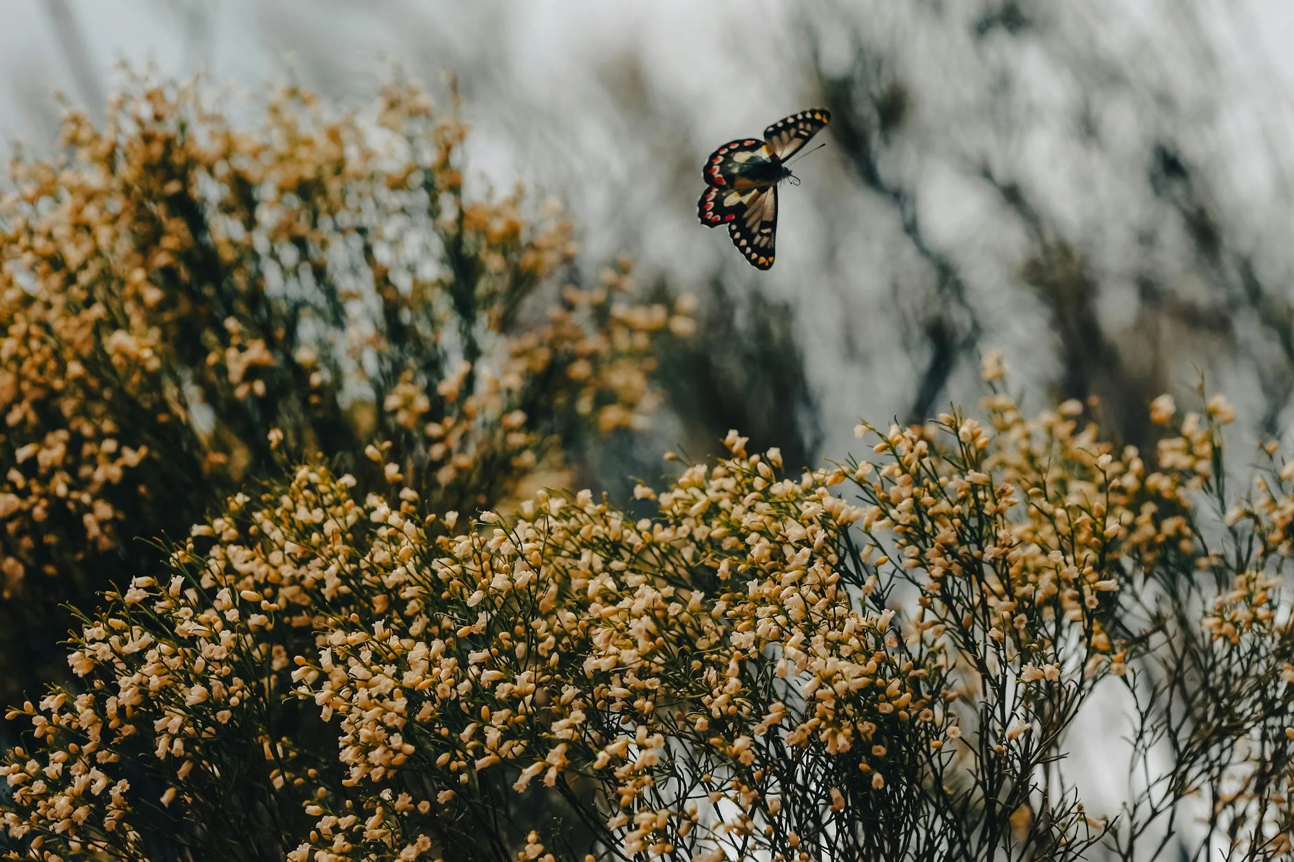 Spring wildflowers in D'Entrecasteaux National Park