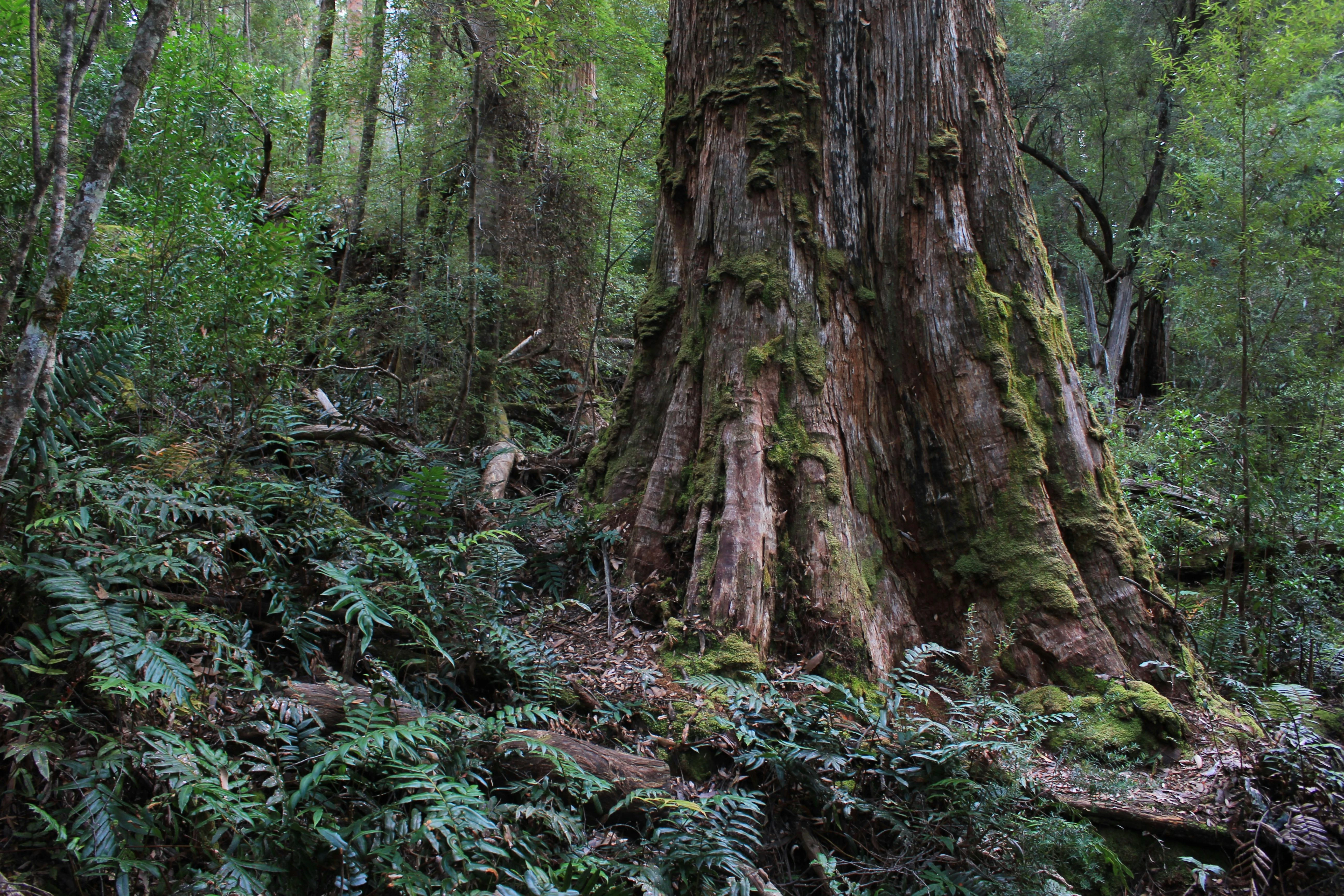 The Tarkine - ancient rainforest track in Tasmania's northwest