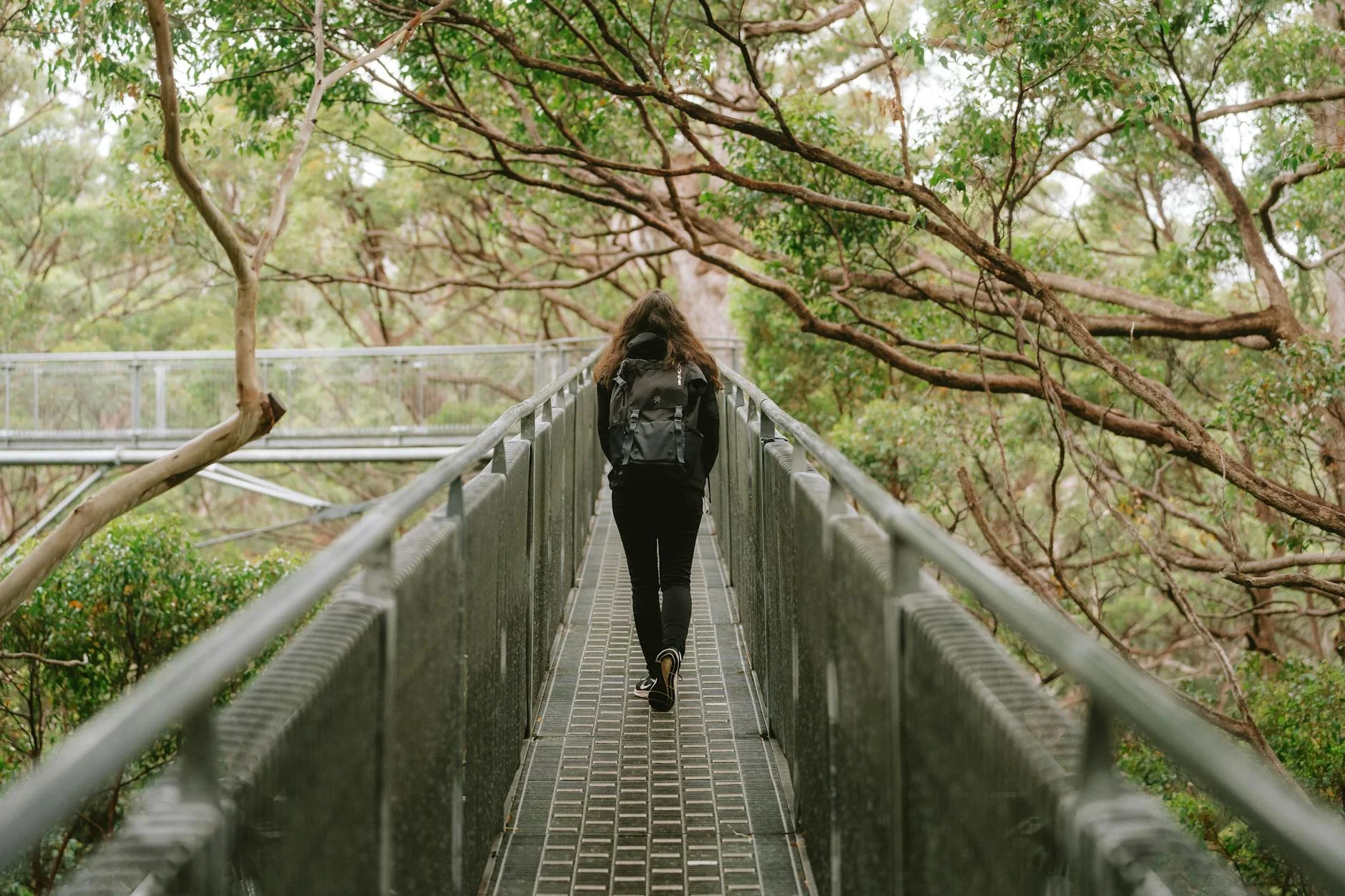 Tree Top Walk - 40 metres above the tingle forest floor