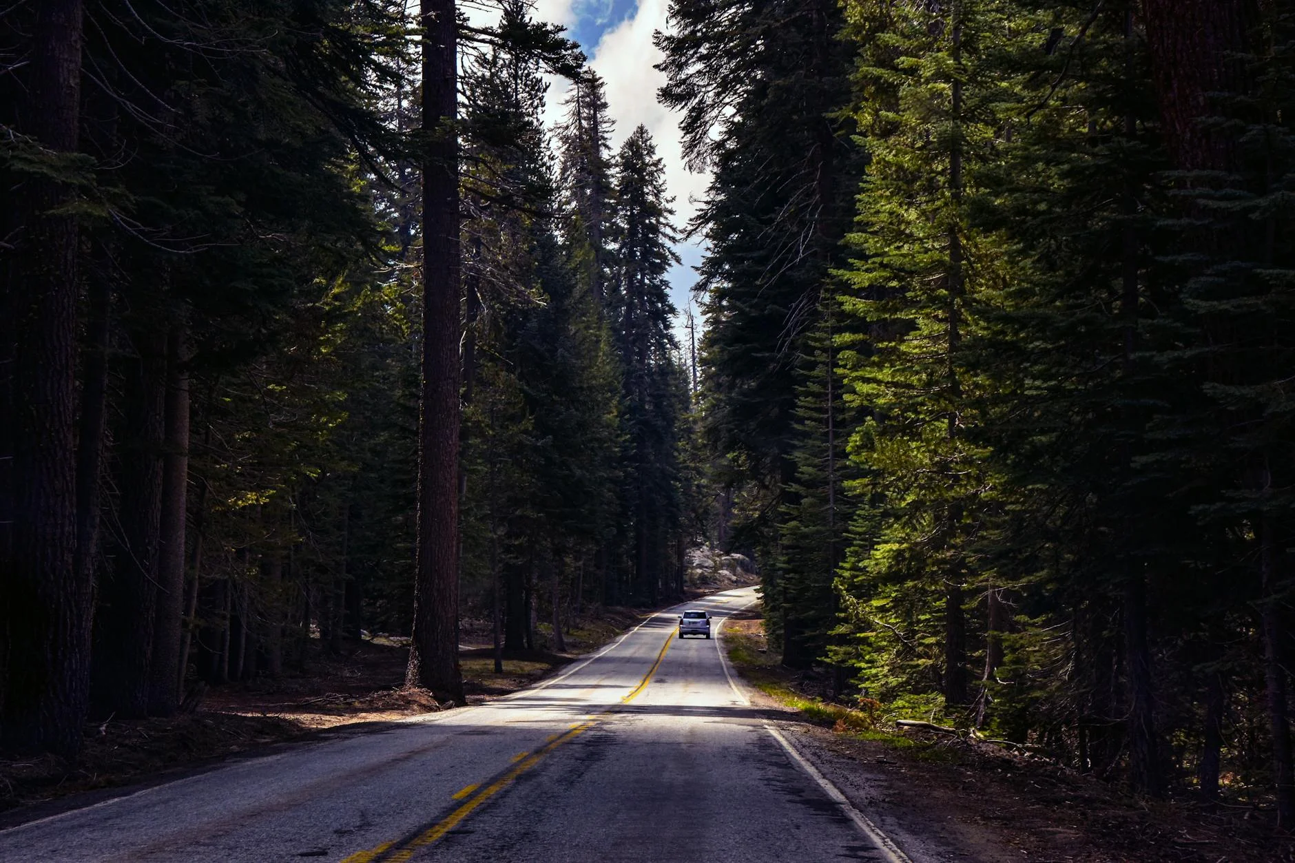 Karri and tingle forest road approaching the Valley of the Giants