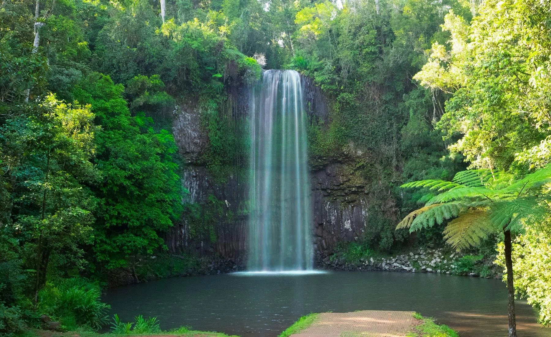 Wet Tropics rainforest on the Millaa Millaa loop